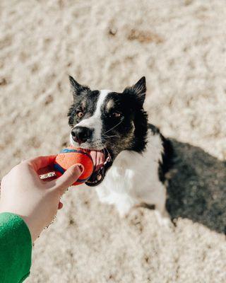 Charlie's Bark Park - Belleville