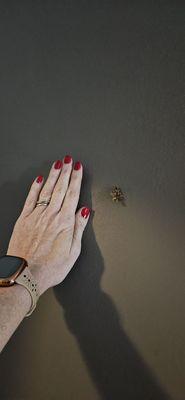 Very questionable thing on the wall, I'm 6 feet, and it was at eye level, and in the middle of an empty wall