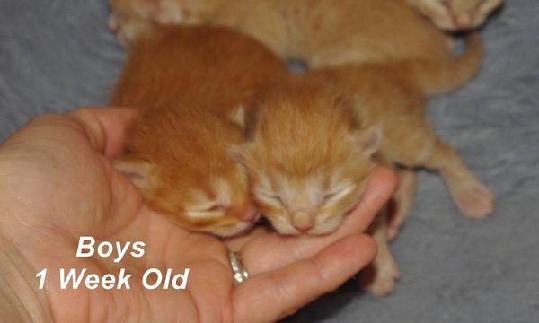 Ann's Green Gables Siberians