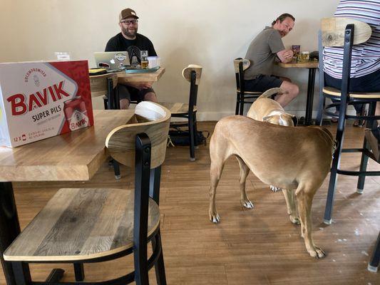 Bavik Super Pils, good dogs, patrons and staff enjoying the space.