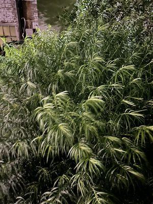 Ravisloe Country Club