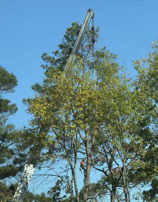 Vital Tree Solutions