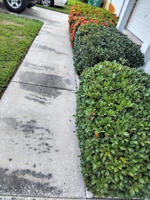 Mike's All Around Lawn Care & Tree Work