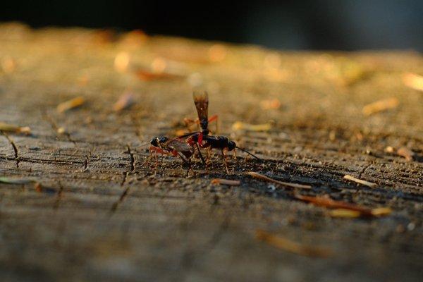 Troublesome Creek Campground