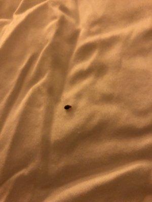 Sea Mark Tower Home Owners Association