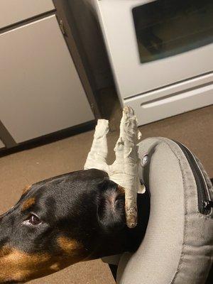 Leonard Animal Hospital