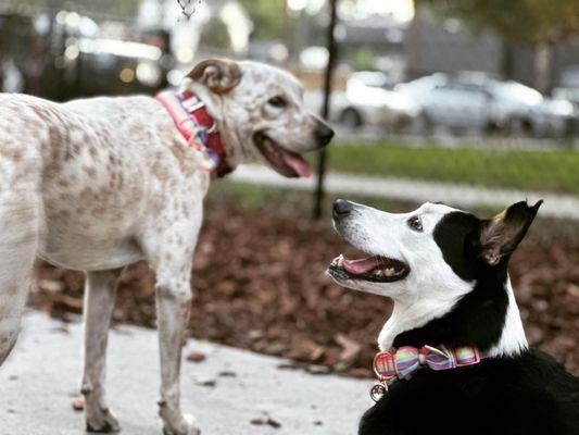Hair Of The Dog Park