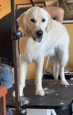 Dog Holliday Grooming