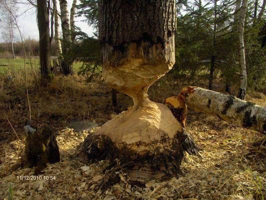 The Tree Technicians