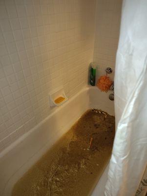 Human feces was rising coming from the toilet very disgusting .