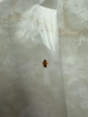 Bed bugs everywhere