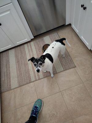 Swasdogs Services With A Smile