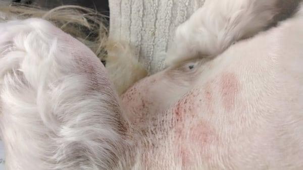 Cheryl's Dog Grooming