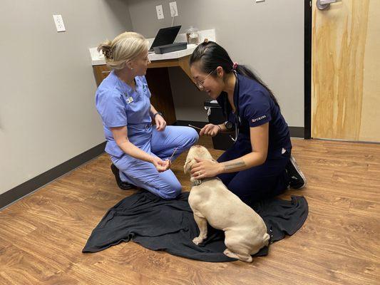 Sunset Whitney Veterinary Hospital