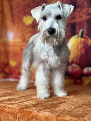 Allie's Paw Spa & Sitting