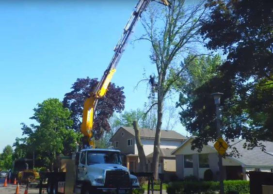 Beaver County Tree Service