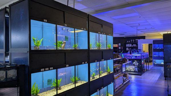 Tropical Exotics * WDBR, VA