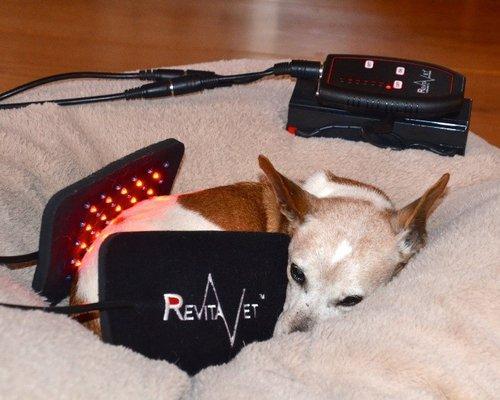 RevitaVet Therapy Systems