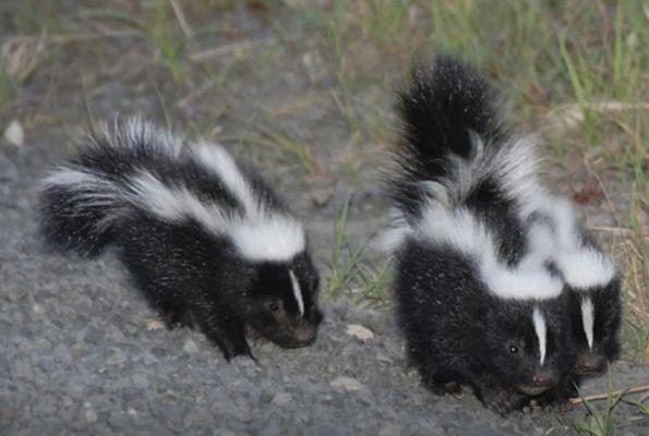 Critter Control of Southern Wisconsin