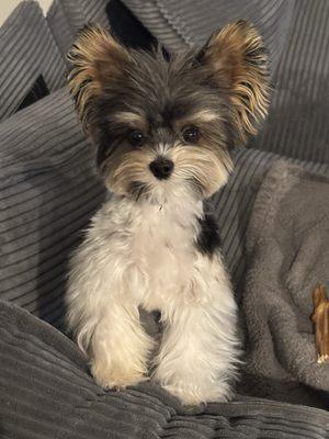 Freshly cleaned sofa