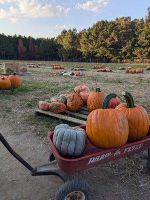 Skinquarter Farm Market