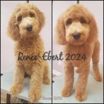 Hot Dawgs Grooming Salon