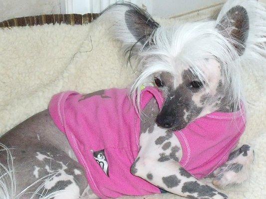 My beautiful little Poppy 2008-2023