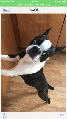 Luv a Lots Dog Grooming