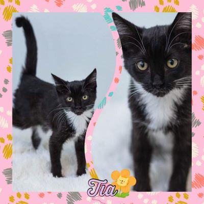 Shelter On The Hill - A Humane Society