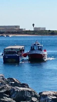 Helping a lame duck.