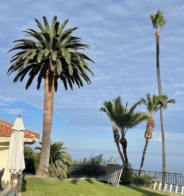 After trim the palms