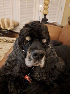 FurWell at Barkingham