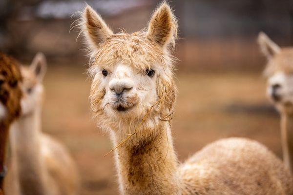 Longmire, one of our alpaca herd.