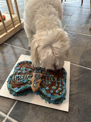 Biscotti Hound Dog Biscuit Bakery