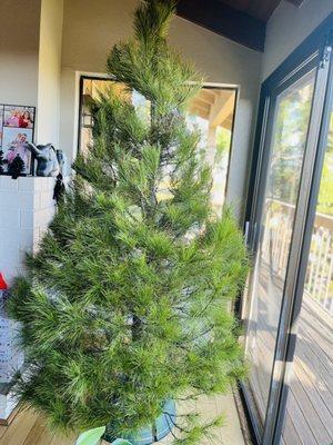 Pine Tree Acres Christmas Tree Farm