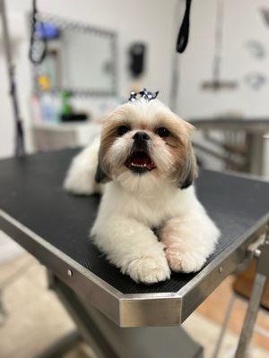 Fashion Pet Grooming