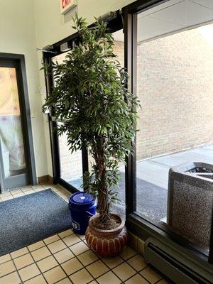 Pine Street Dental