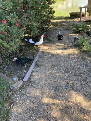 That mean supervisor Tim he actually kicked my ducks. Trixie is limping now