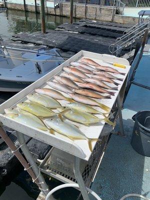 The outcome of a full day fishing trip with Captain Chris.