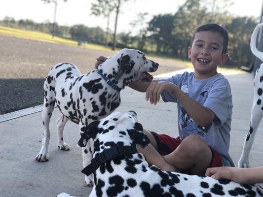 Opal-Onyx Dalmatians