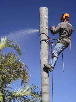 Greener Earth Tree Services