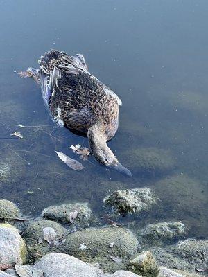 Dead goose.