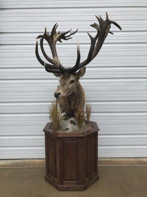 Totally Awesome Taxidermy