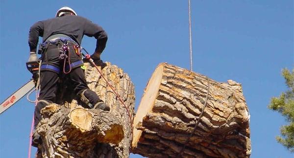 Evergreen Tree Services