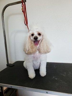 Penelope's Pet Grooming