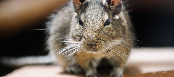 Bug Off Termite & Pest Control