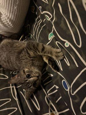 Richmond Animal League