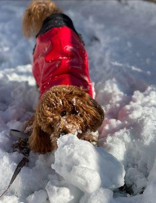 Timber Ridge Kennels