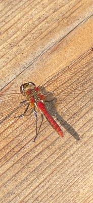 Red Dragonfly