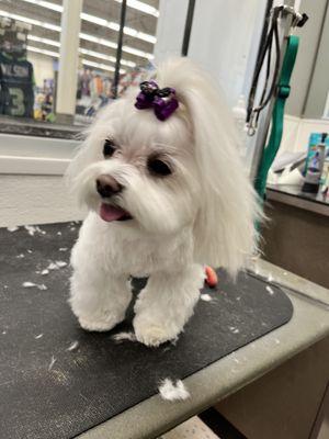 Rebel Heart Dog Grooming